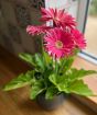 pink gerbera in blue pot July 2025