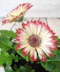 Gerbera                  