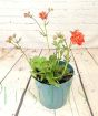 Geum