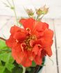 Scarlet Tempest Geum