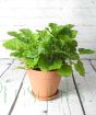 Geum