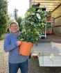 Emily and Giant Lemon Trellis