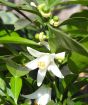 Yuzu blossom and buds