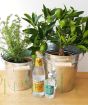 Gin and Juniper gift set