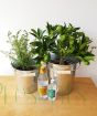 Gin and Juniper gift set