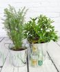 Gin and Juniper Gift Set