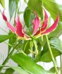 Gloriosa rothschildiana