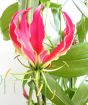 Flame lily