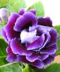 Gloxinia Flower