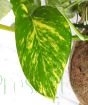 Golden Pothos Epipremnum aureum Closeup