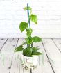 Devil's Ivy or golden pothos