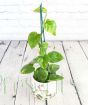Climbing Golden Pothos
