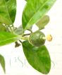 Baby Grapefruits