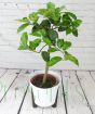 Grapefruit Tree 2025