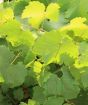 Grape vine in full leaf mid summer