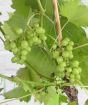 White grapes