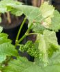 early fruit buds on grapevine
