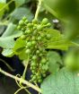 Developing grapes
