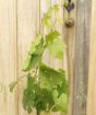 Chasselas Rose Grapevine 