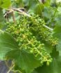 Grape Vine               