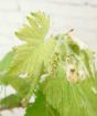 Vine and Wine            