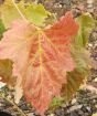 Autumn colour