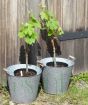 Pair of vines with spring growth