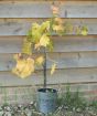 Phoenix  Grapevine                