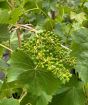 Grape vine