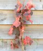 Grape Vine               