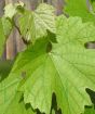 summer foliage