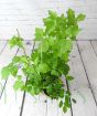 Grow Your Own Berries