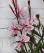 Pink Gaura flowers