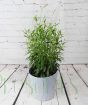 Gorgeous Gaura