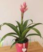 Bromeliad in pink ceramic