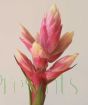 Closeup of Bromelia Romance rosette