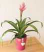 Bromelia Sweet Romance