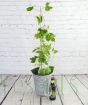 Hops vine and beer gift set