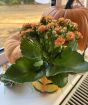 Pumpkin Planter