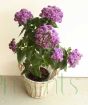 Peruvian Heliotrope in flower