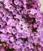 Closeup of Heliotrope flowers