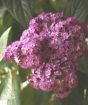 Peruvian Heliotrope pink flowers