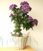 Heliotrope Plant