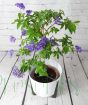Heliotrope on offer