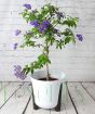 Peruvian Heliotrope