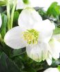 White Hellebore Close Up