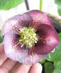 Red hellebore close up
