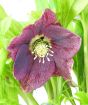 Purple Hellebore Viv Victoria