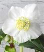 Small White Hellebore