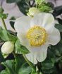 White Hellebore